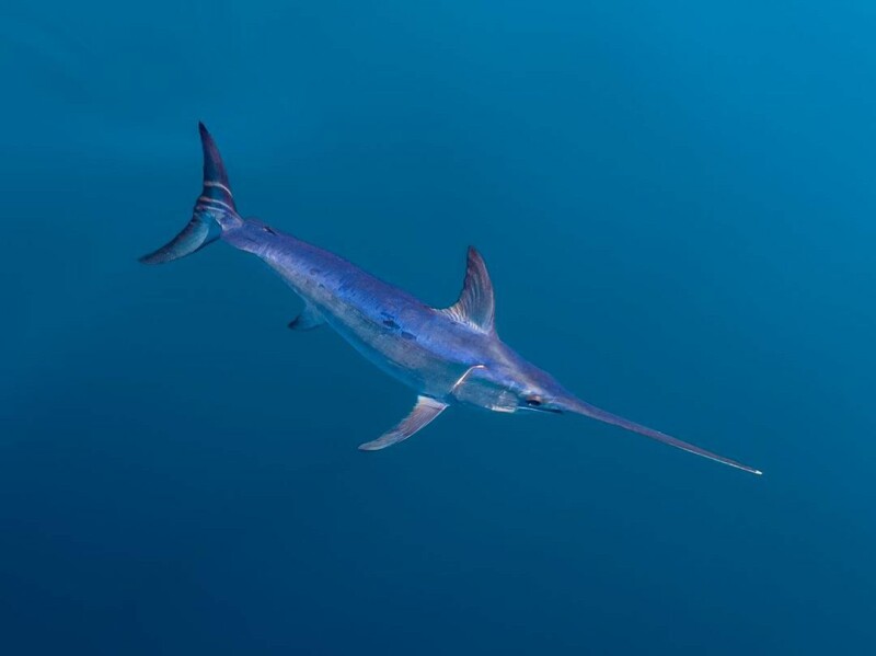 The Slow Death And Uncertain Future Of California S Swordfish Fishery California Swordfish In Water .medium.800x800